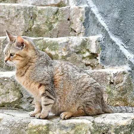 Brancaleone Apartment *