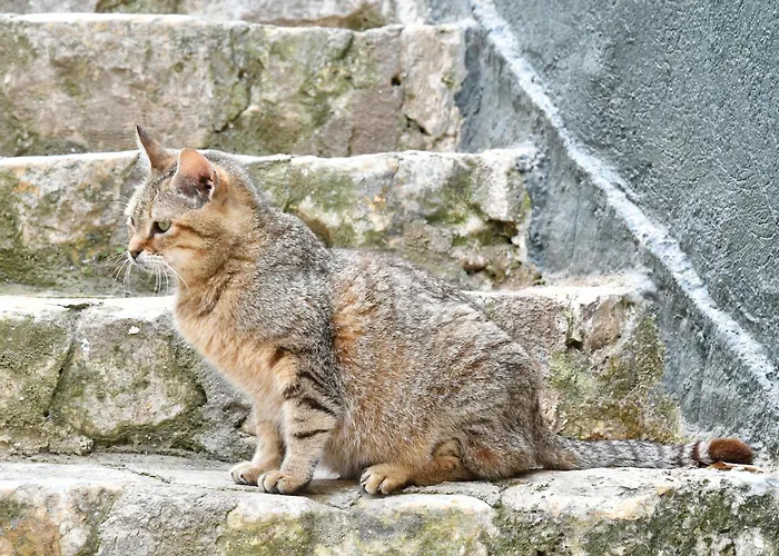 Brancaleone شقة *